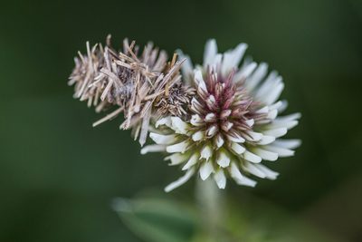 Trifolium montanum, photographed by Tim Johnson