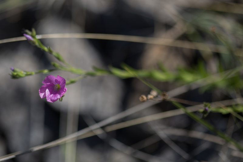 Linum viscosum, photographed by Tim Johnson