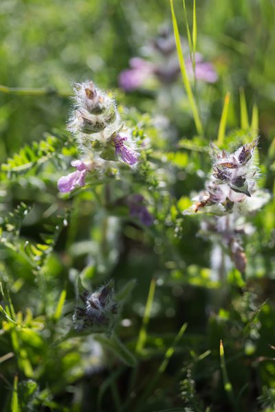 Stachys heraclea, photographed by Tim Johnson