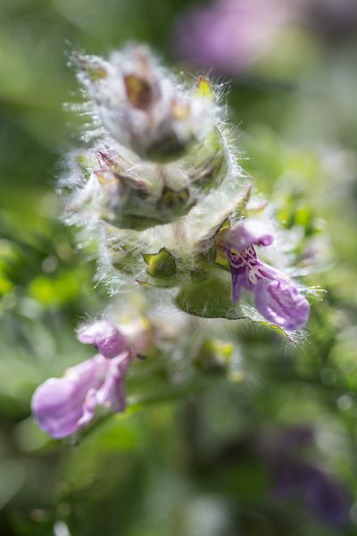 Stachys heraclea, photographed by Tim Johnson