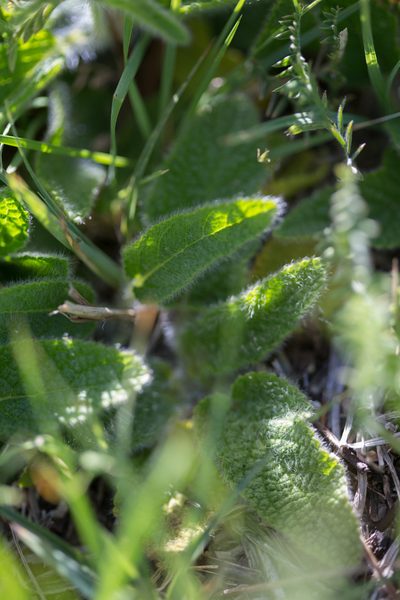 Stachys heraclea, photographed by Tim Johnson