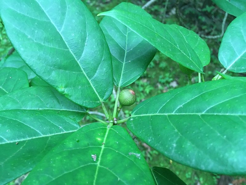 Ficus erecta, photographed by Luka S. (someplant)