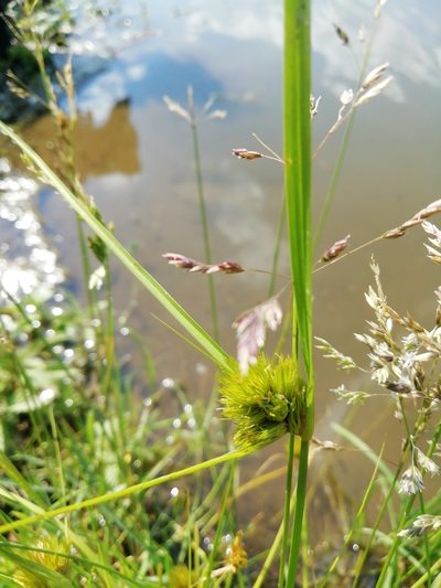Carex bohemica, photographed by Petra Caltová
