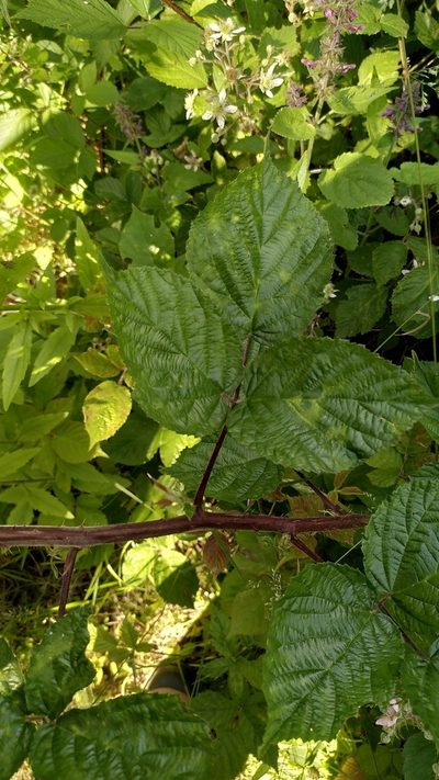 Rubus condensatus, photographed by Thierry Helminger