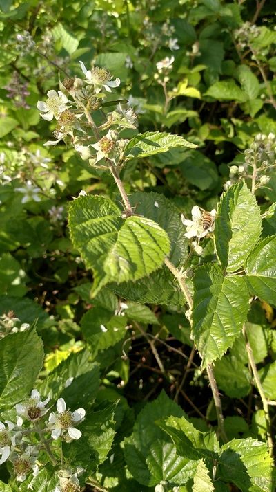 Rubus condensatus, photographed by Thierry Helminger