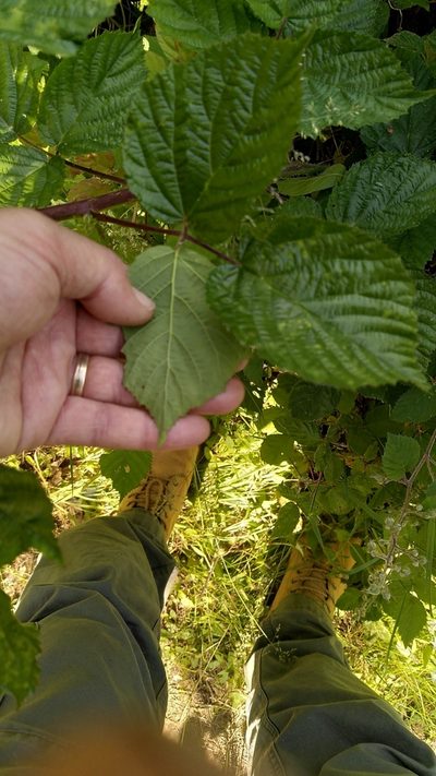 Rubus condensatus, photographed by Thierry Helminger