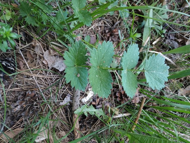 Pimpinella saxifraga, photographed by Vladimir Atachkin