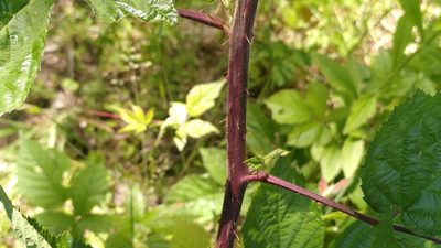 Rubus condensatus, photographed by Thierry Helminger