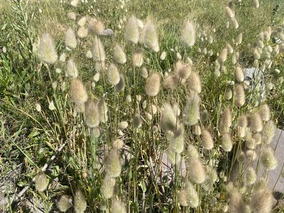 Lagurus ovatus, photographed by realgandy