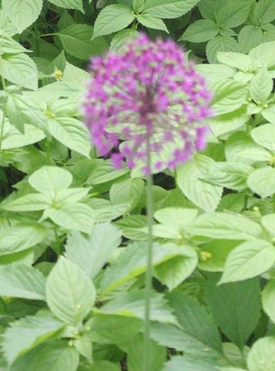 Allium rosenorum, photographed by Daria