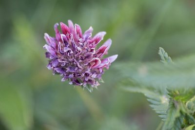 Anthyllis montana, photographed by Tim Johnson