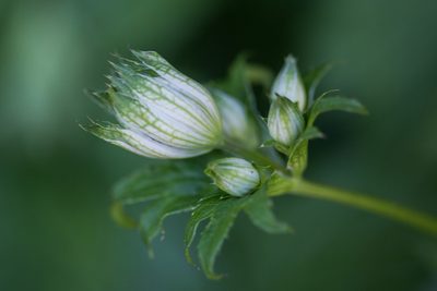 Astrantia major, photographed by Tim Johnson