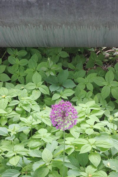 Allium rosenorum, photographed by Daria