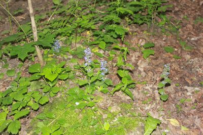 Ajuga reptans, photographed by Daria