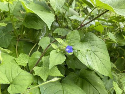 Jacquemontia tamnifolia