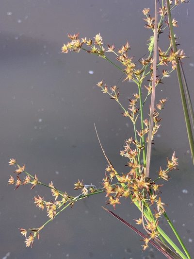 Juncus diffusissimus, photographed by Joseph McPhail