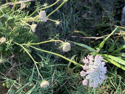 Daucus carota, photographed by Joseph McPhail