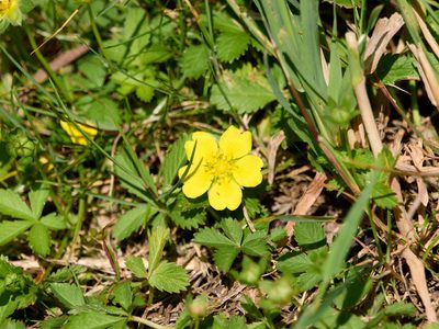 Potentilla reptans, photographed by Andreas Stiller