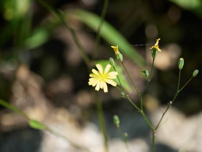 Lapsana communis, photographed by Andreas Stiller