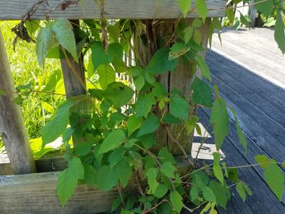 Toxicodendron radicans, photographed by aerospaceeb