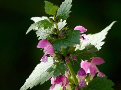Lamium maculatum, photographed by Andreas Stiller