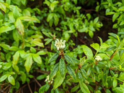 Rhododendron groenlandicum