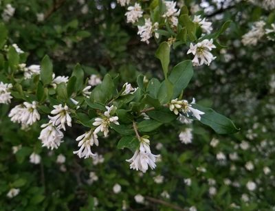 Ligustrum obtusifolium, photographed by Daniel McClosky