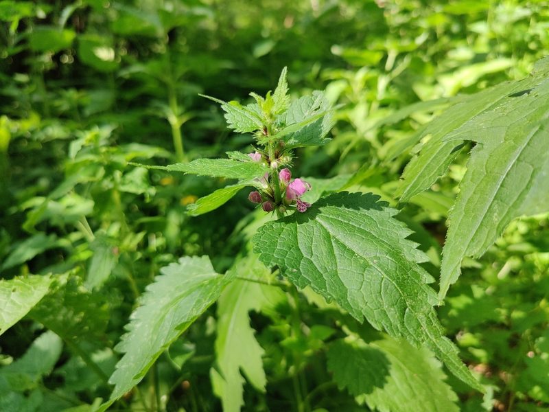 Lamium maculatum, photographed by Paul Braun