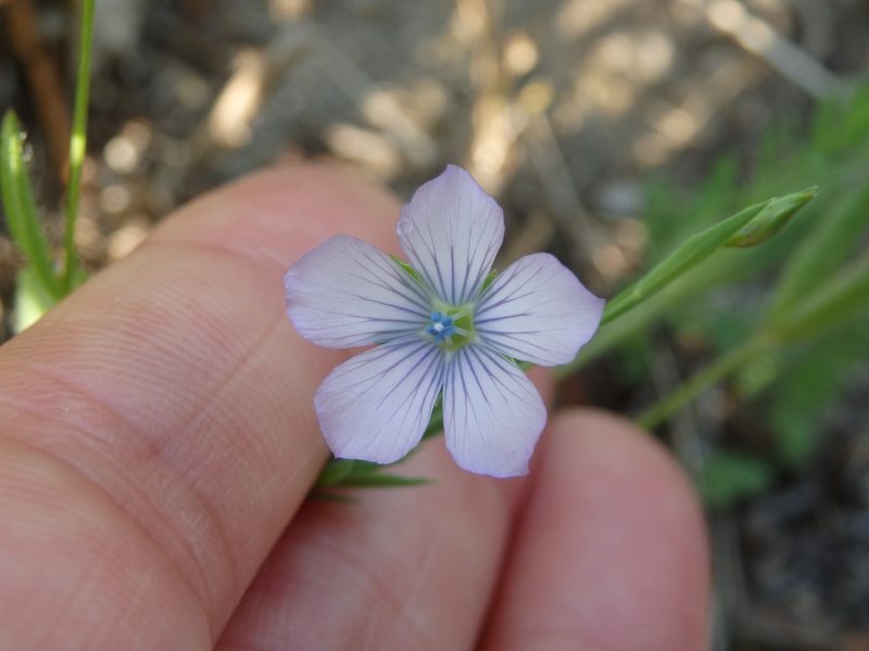 Linum bienne, photographed by Carminda Santos