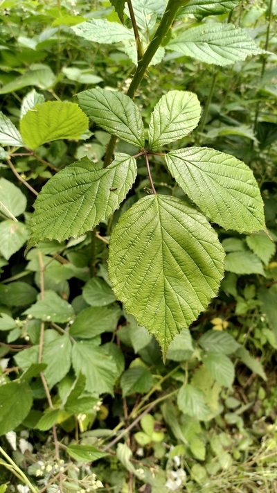 Rubus rudis, photographed by Thierry Helminger