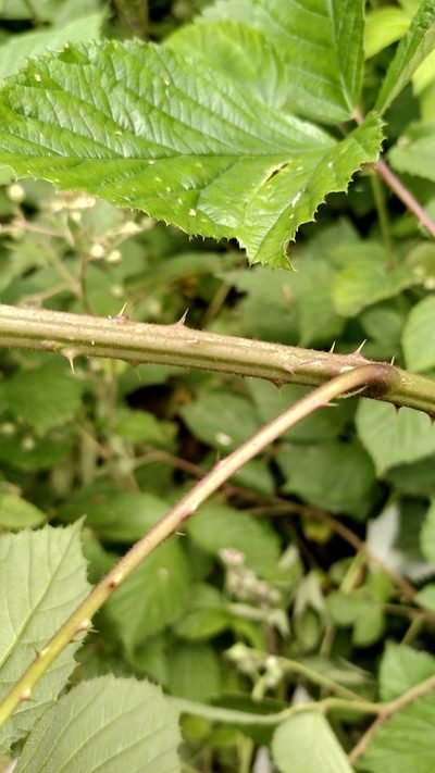 Rubus rudis, photographed by Thierry Helminger