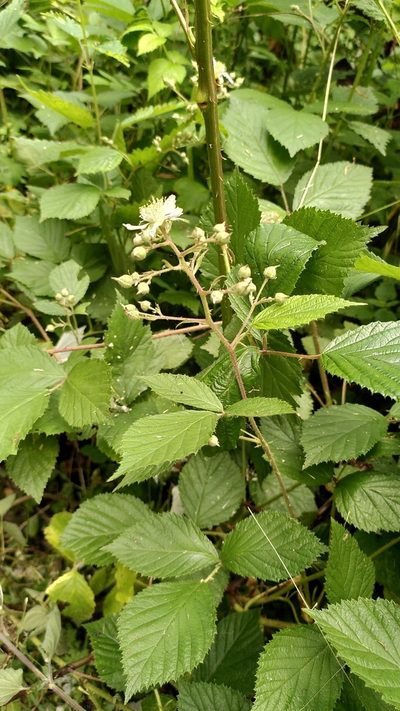 Rubus rudis, photographed by Thierry Helminger