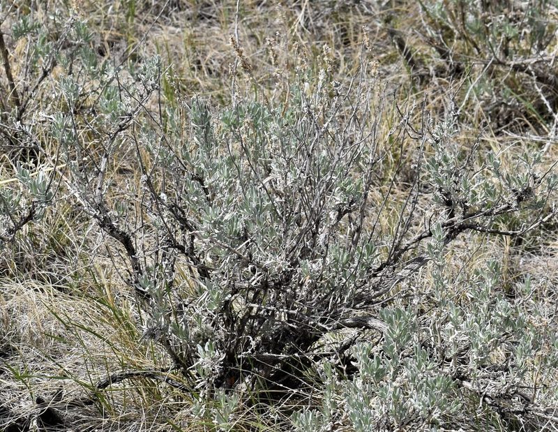 Artemisia cana, photographed by Eric Lamb