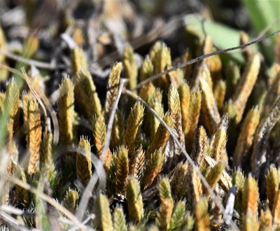 Pseudolycopodium densum, photographed by Eric Lamb