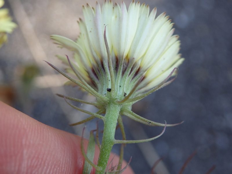 Tolpis barbata, photographed by Carminda Santos