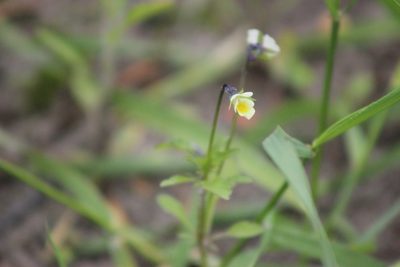 Viola arvensis