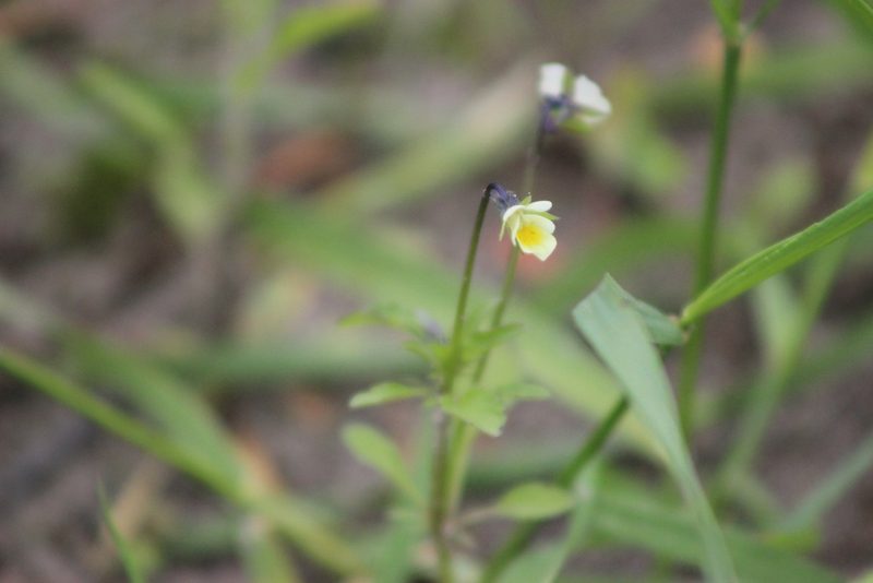 Viola arvensis, photographed by Tatiana Strus