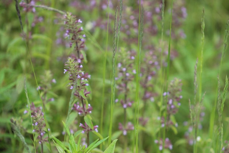 Dracocephalum thymiflorum, photographed by Tatiana Strus