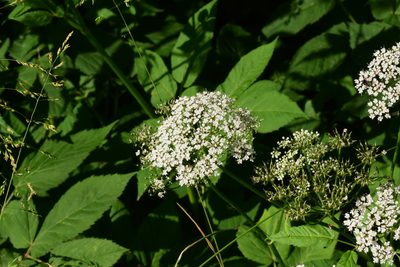Aegopodium podagraria, photographed by Thorsten Hackbarth