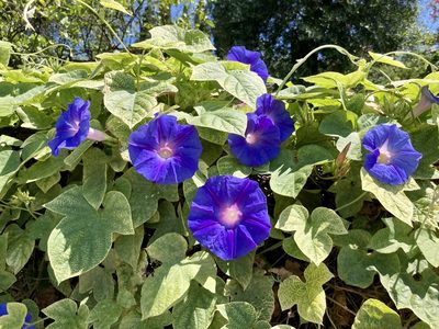 Ipomoea indica, photographed by Paul Mnich