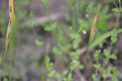 Arenaria serpyllifolia, photographed by Tatiana Strus
