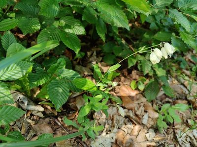 Silene vulgaris, photographed by Paul Braun