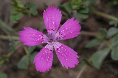Dianthus deltoides