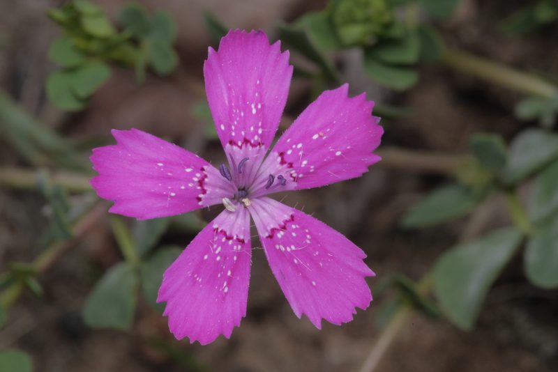 Dianthus deltoides, photographed by Nico
