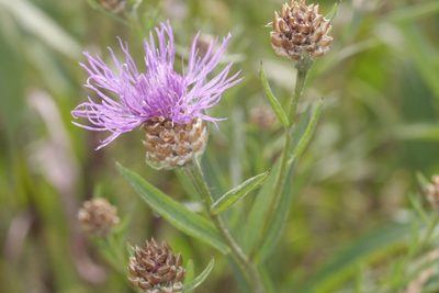 Centaurea jacea