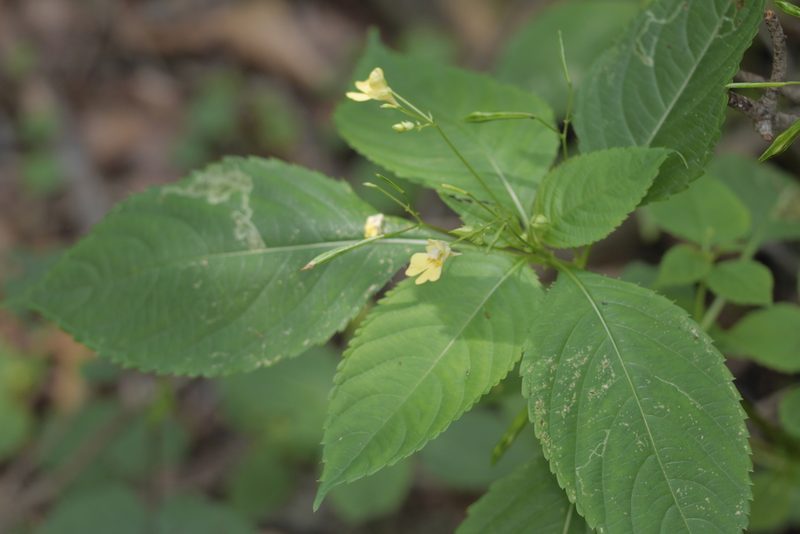 Impatiens parviflora, photographed by Nico
