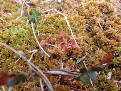 Drosera rotundifolia, photographed by Randal