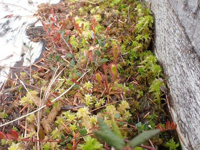 Drosera anglica, photographed by Randal