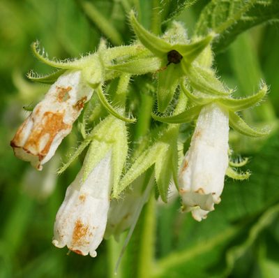 Symphytum officinale, photographed by Patrick Hacker