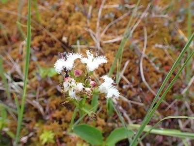 Menyanthes trifoliata, photographed by Randal